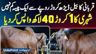 2200 KG Weight Bull For Eid ul adha - Croro Rupee Ka Qurbani Janwar - Eid ul adha Qurbani ke Janwar