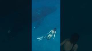 Did you Know This About The Blue Whale? | Daily Fact 8 #shorts