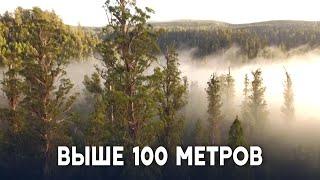 В Австралии надеются, что туризм спасёт самые высокие цветковые деревья в мире