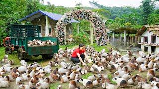 Harvest Many Guinea Pigs After 1 Year Of Raising - Use Truck Transport Many Guinea Pigs Go T Sell
