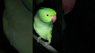 Cute Ringneck parrot