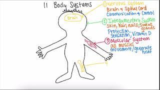 Intro to A&P: Terminology, Regions, Body Systems, Body Cavities, Negative Feedback