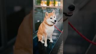 Funny Shiba Inu Portraits | Sony A7Cii + 45mm 1.8 #dogphotography #streetportraits #cutedog