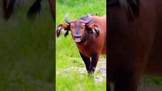 cow sounds to attract cows #Shorts #cow