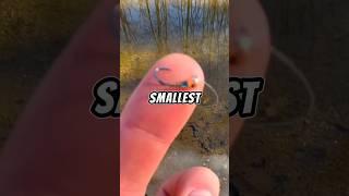 Fishing with the SMALLEST lure on a BIG rod  #fishing