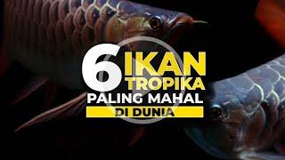 6 IKAN TROPIKA PALING MAHAL DI DUNIA