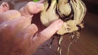 Why it is important to plant amaryllis Hippeastrum bulbs the proper depth