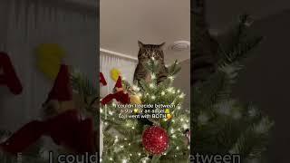 Cat's Christmas Tree Adventure!   #catandtree #shorts  #christmasseason #cat