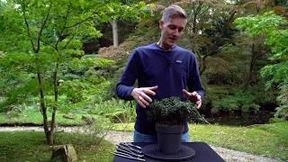 CHEAP! Creating an Azalea Bonsai tree