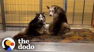 Three Feral Husky Siblings Were Found Huddled Together | The Dodo