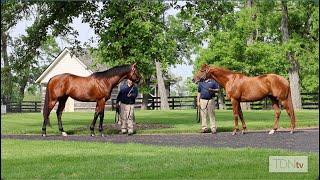 Origin Stories: Raising Good Horses at Three Chimneys