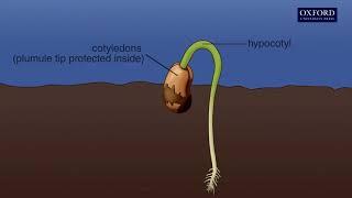 Animation 14.1 Seed germination