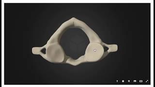 The Atlas | Detailed Anatomy of the C1 Vertebra