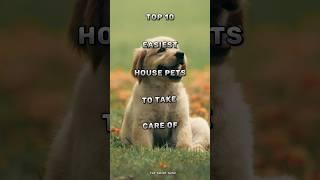 Top 10 easiest house pets to take care of #top10 #pets #animals #youtubeshorts
