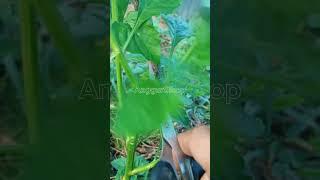 ️ Prune branches of chili plants in the garden #chiliplants