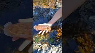 Sea Agate and Sea Crystal: Finding Hidden Treasures on the Shore and rare pearl