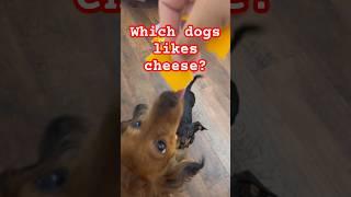 Dachshund Squad! Red Sable & Black and Tan Doxies + Great Dane + Cheese!