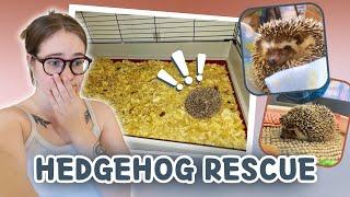 RESCUING A HEDGEHOG?!  | Pet Adoption Vlog