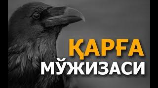 ҚАРҒА МЎЖИЗАСИ (ҚУРЪОНИ КАРИМНИНГ ИЛМИЙ МЎЖИЗАЛАРИ) ВИДЕО-МАҚОЛА