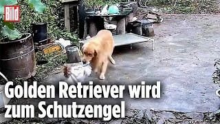 Hund rettet Huhn vor dem Kochtopf