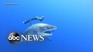 Divers swim alongside famous Deep Blue shark