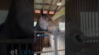 Healing with every hoofbeat; Charleston Area Therapeutic Riding helping community in need