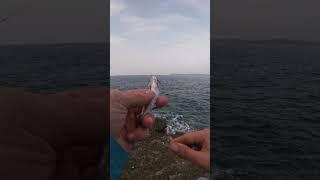 Fishing Hacks and Tricks bait Shore fishing Rock Fishing Boatless fishing   #fishing