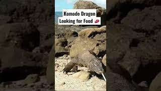 Komodo dragon Looking for Food  #shorts #short #wildlife #animals #komodo