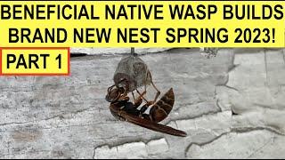 ANOTHER PAPER WASP BUILDS NEW NEST 2023 (PART 1)! NORTHERN PAPER WASP QUEEN/FOUNDRESS IN ACTION!