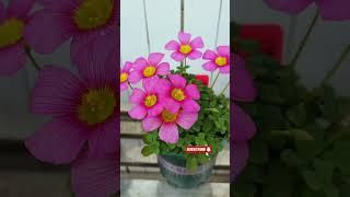 So beautiful blooming #shortvideo #gardenflower #floweringplant