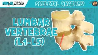 Lumbar Vertebrae (L1-L5) Anatomy