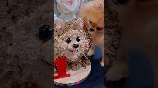 Di jilat anjing #dog #diy #toys #cake #pets