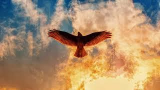 eagle flying soaring videos free noncopyright stock footage HD music download youtube audio library