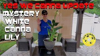 Yes We Canna Update Mystery White Canna Lily 2021