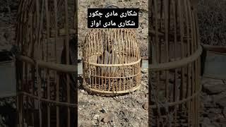 Partridge sound l chakor awaz l keklik sese l hunter Partridge voice