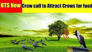 Crow sounds / Crow call to Attract Crows for food / Crow Sound effects