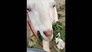 Goat Eating Video