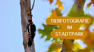 Tierfotografie im Stadtpark