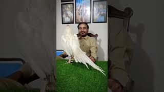 For white lovers ️ #foryoupage #aseellovers #viralvideo #roosters @Aamir Malik @Asif Ahmad Khan @k
