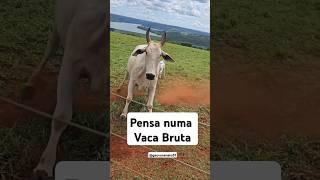 Vaca brava #pecuaria#nelore