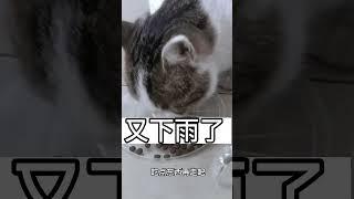 #大学生日常 #女子学校 #vlog日常 #猫咪的迷惑行为    跟我混总比流浪要好吧，猫妈妈放心走吧