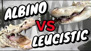 WHAT'S THE DIFFERENCE BETWEEN ALBINO & LEUCISTIC ALLIGATORS??