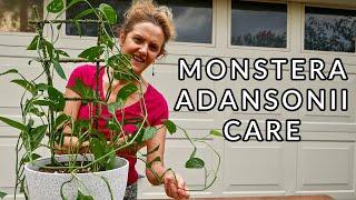 MONSTERA ADANSONII CARE: Swiss Cheese Vine Growing Tips /JoyUsGarden