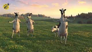 Cows dancing to Shape of you