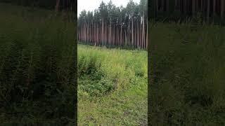 мотосезон, по горам и лесам урала #урал #мото #vacation