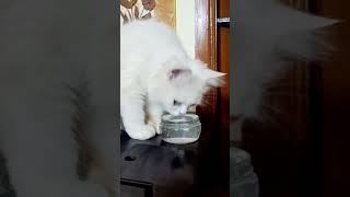 Morning routine  #cat #funnyvideo #sinchi  #catfunny #subscribe