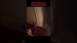 She Outsmart a SKINWALKER  #urbanlegend #scary #skinwalker