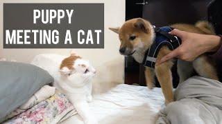 Shiba Inu Puppy Meeting a Cat for the First Time (Funny Reactions!)