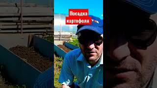 Посадка семенного картофеля в высокие грядки.