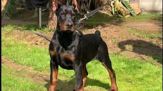 4 month old European Doberman